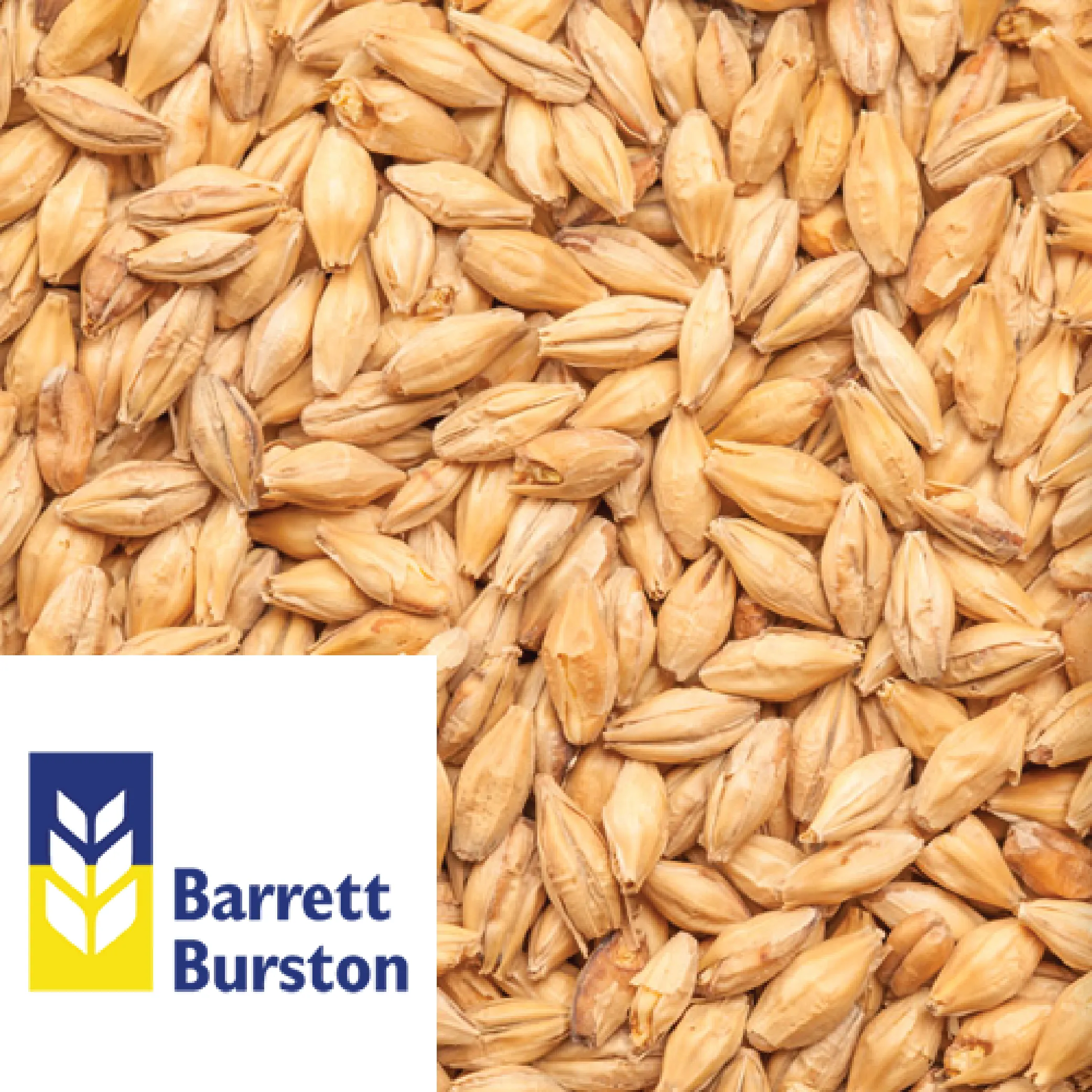 25kg SACK - Australian Extra Pale Malt - Barrett Burston (AUS)