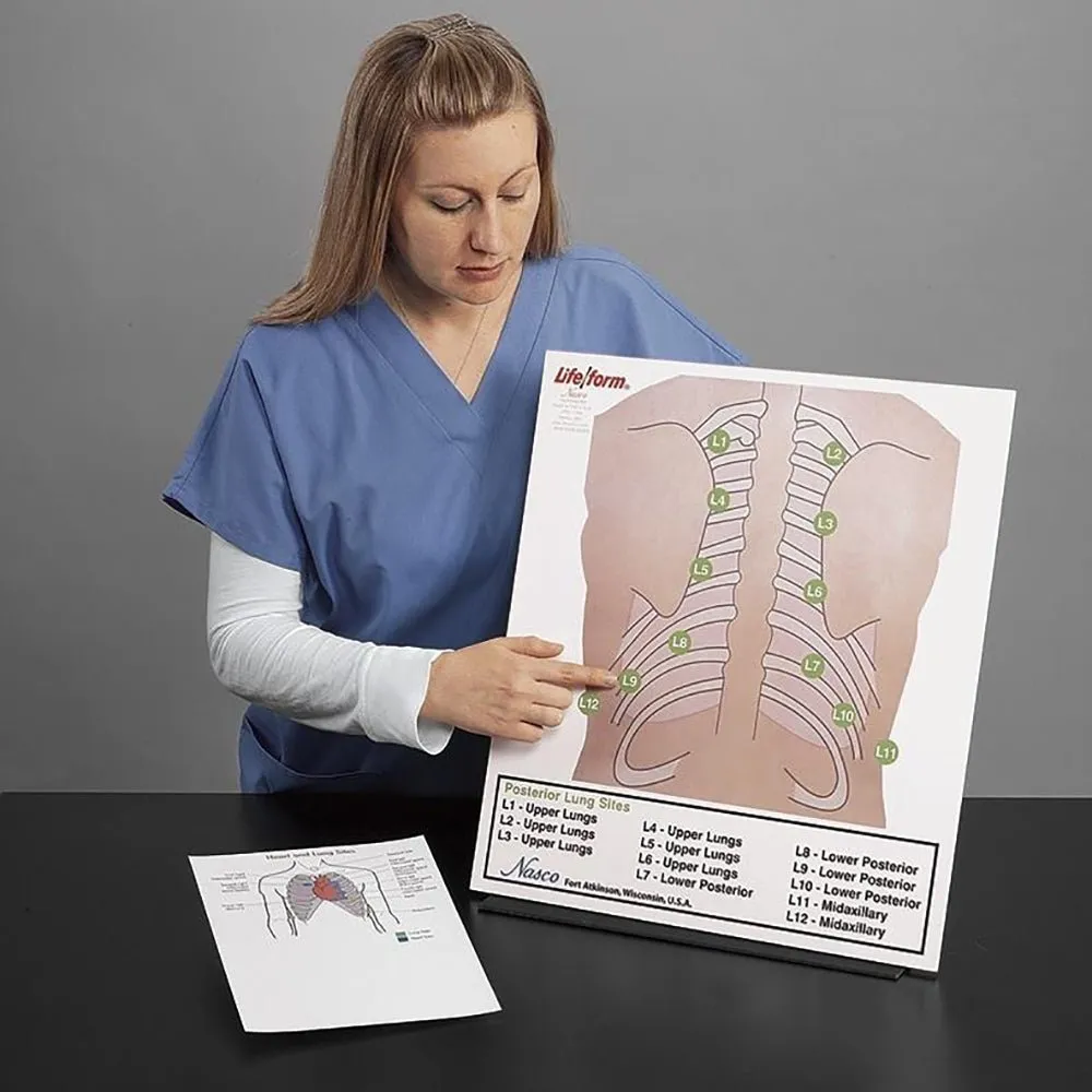 Posterior Auscultation Practice Board Only